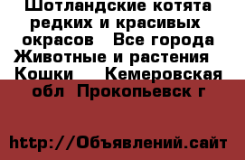 Шотландские котята редких и красивых  окрасов - Все города Животные и растения » Кошки   . Кемеровская обл.,Прокопьевск г.